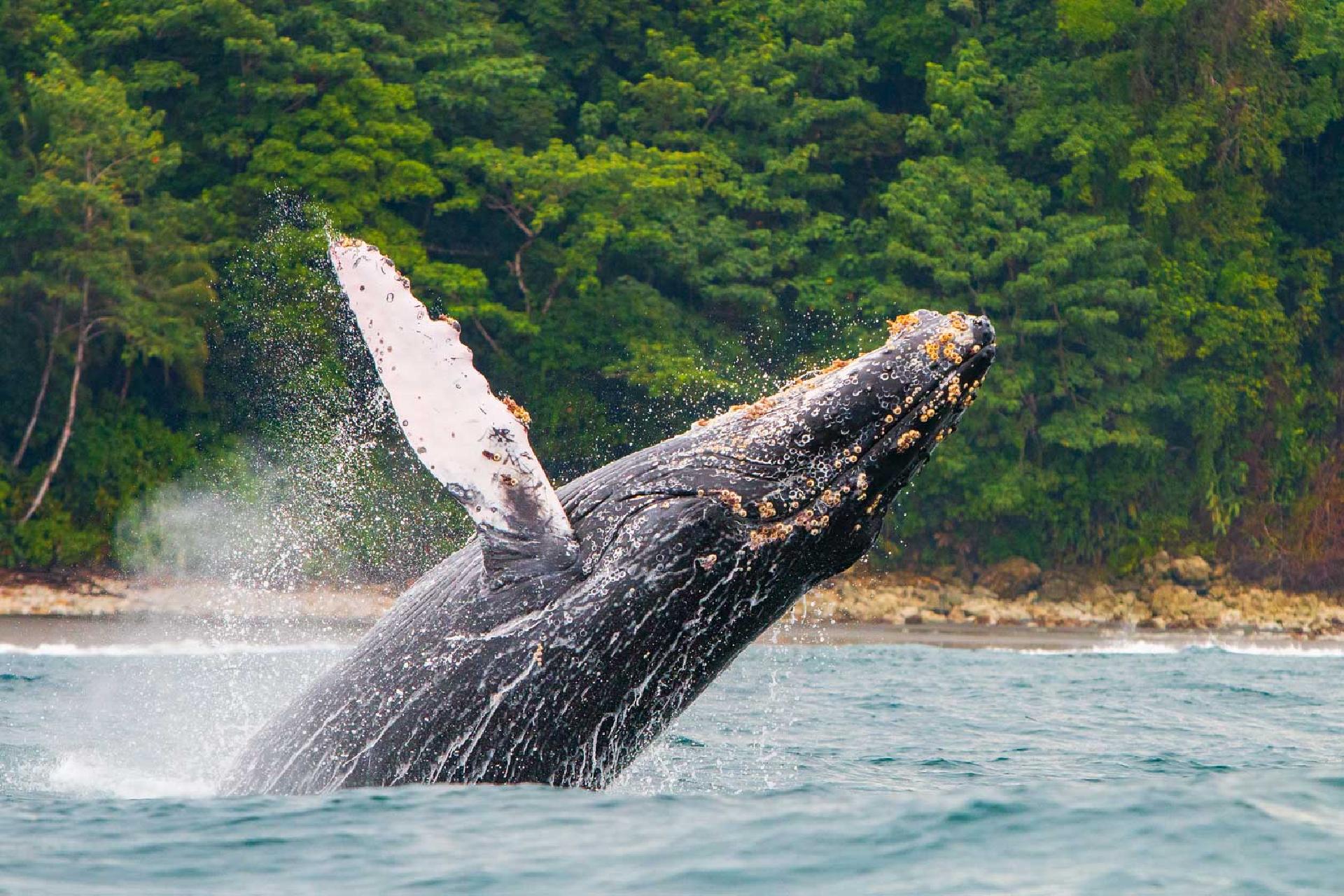 Bahía Solano, un paraíso costero en el pacífico colombiano.